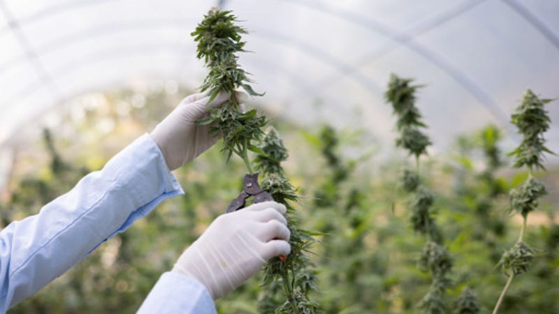 Hemp plant