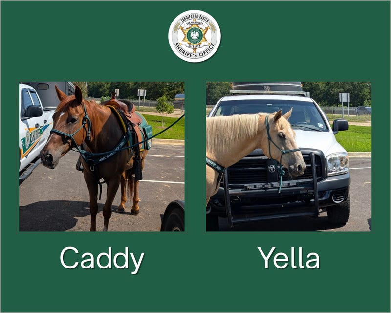 TPSO Horses