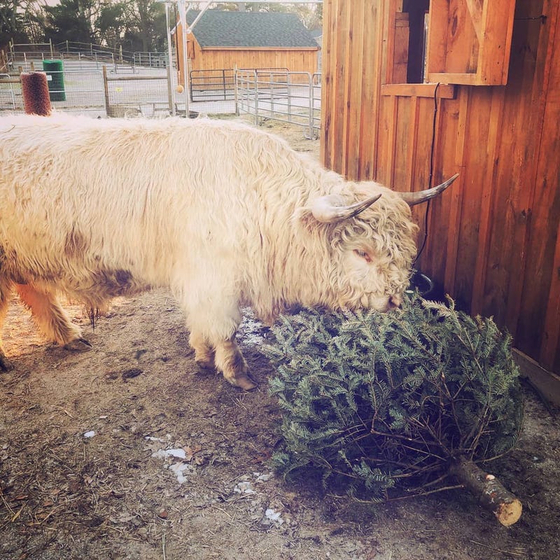 Unity Farms Feeding Animals Donated Christmas Trees