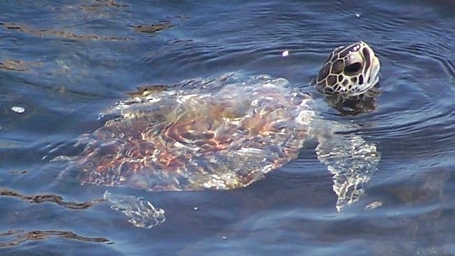 Cold-stunned sea turtles rescued by Naval Air Station volunteers
