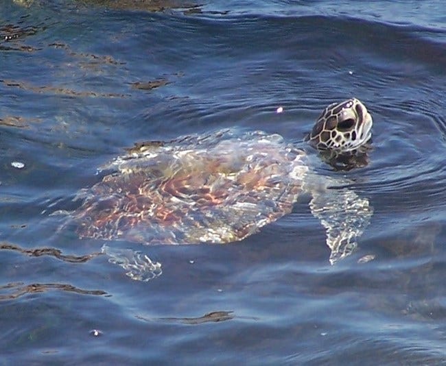 turtles