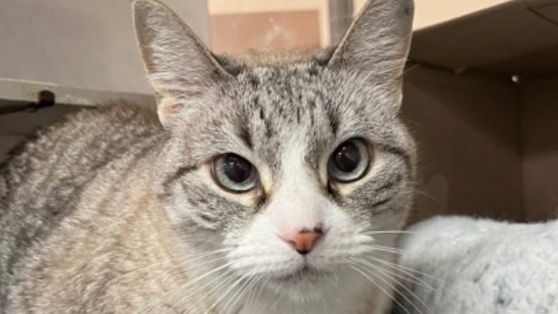 Tabitha @ Austin Humane Society 11/30/22