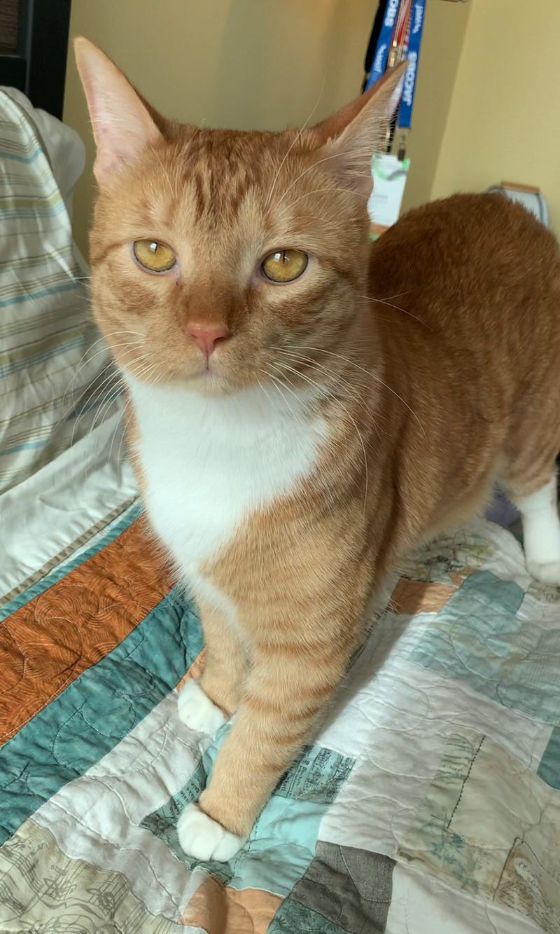 Tad, a clever 1-year-old cat who is very active and appreciates a good head scratch and play session with his humans. He is holding out for an experienced cat adopter than can tell when he wants a cuddle or wants some space.