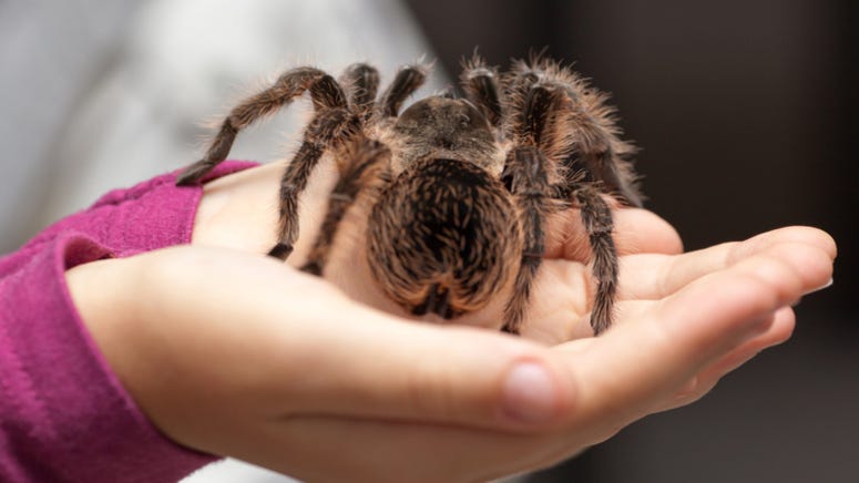WATCH: Dad freaks when he finds baby playing with tarantula