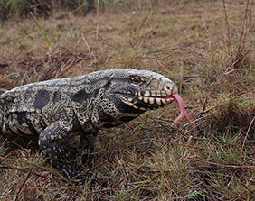 Argentine black and white tegu in South Carolina