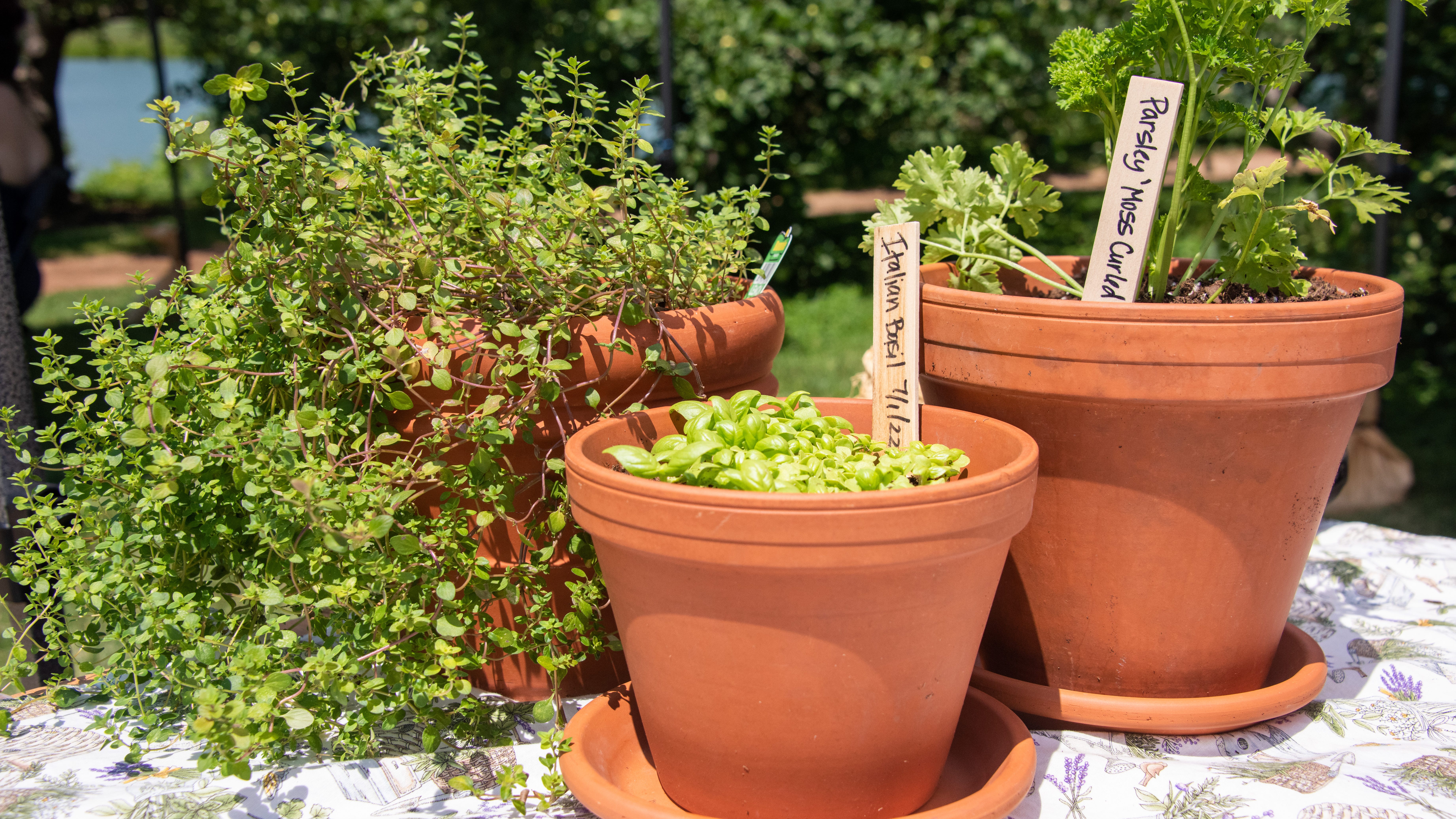 How to grow your own herb garden