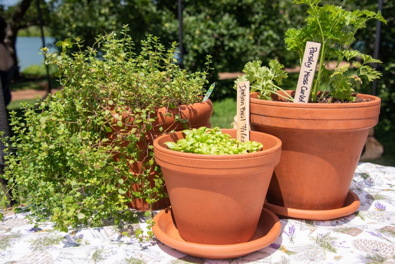 herbs