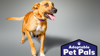 Adoptable Pet Pals: Meet Tera