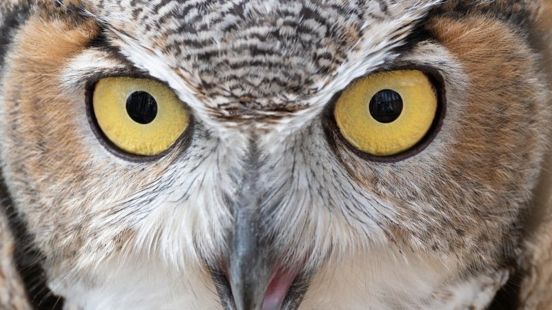 Teresa Otto / Great Horned Owl STARE GettyImages