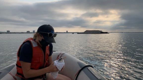 Rescue effort saves 400 elegant tern chicks in Long Beach Harbor
