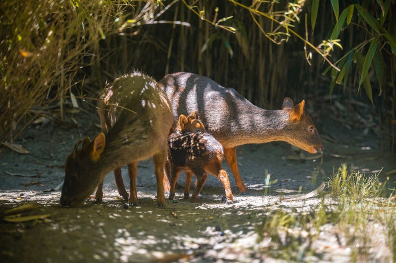 Southern pudu are found in the forests and scrubland across Chile and Argentina