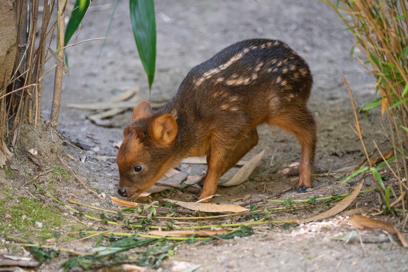 Born on June 21at about 2 pounds, the fawn shares a habitat with its parents at the Queens Zoo