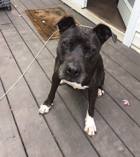 Tessa from Needy Paws