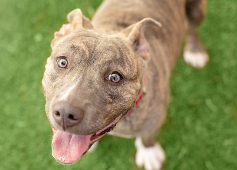 A good girl waits to be adopted at the Animal Foundation