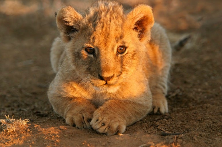SCREENSHOTS: Disney Delivers Another Look at 'The Lion King'