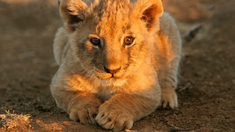SCREENSHOTS: Disney Delivers Another Look at 'The Lion King'