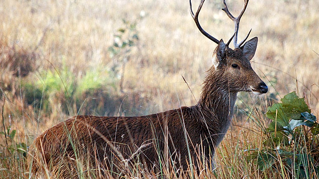 'Swamp deer' escapes enclosure at Audubon Zoo during Hurricane Ida