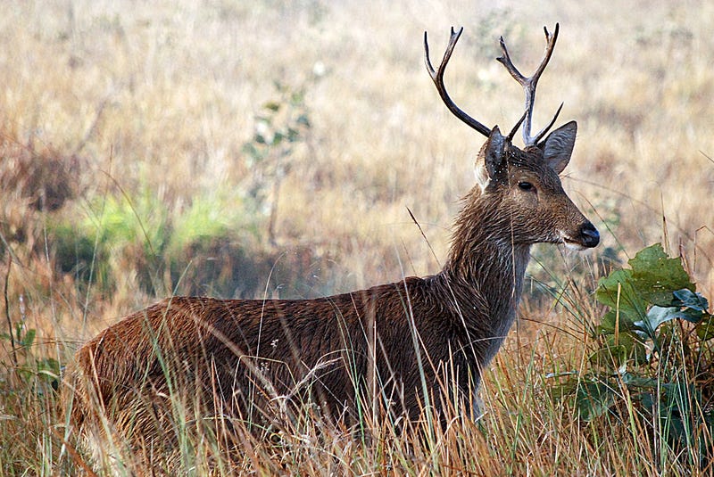 Barasingha