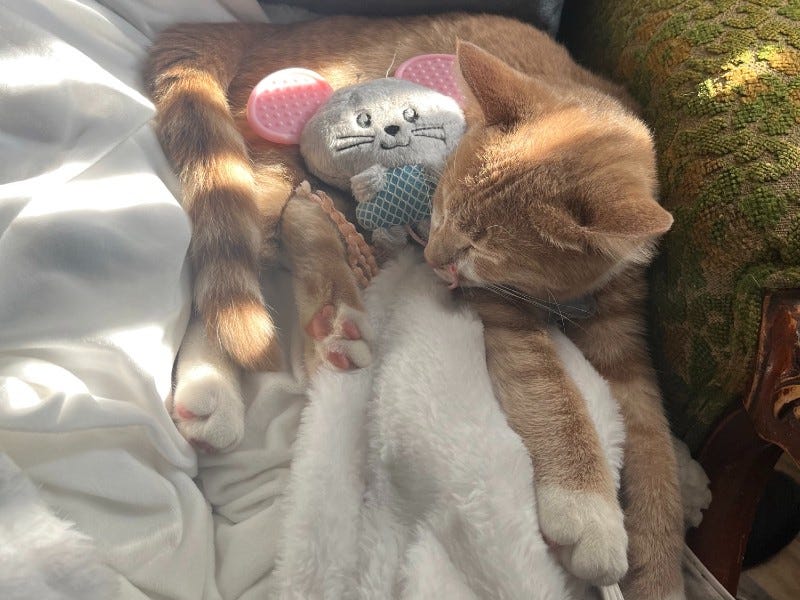 Thor, the hero cat