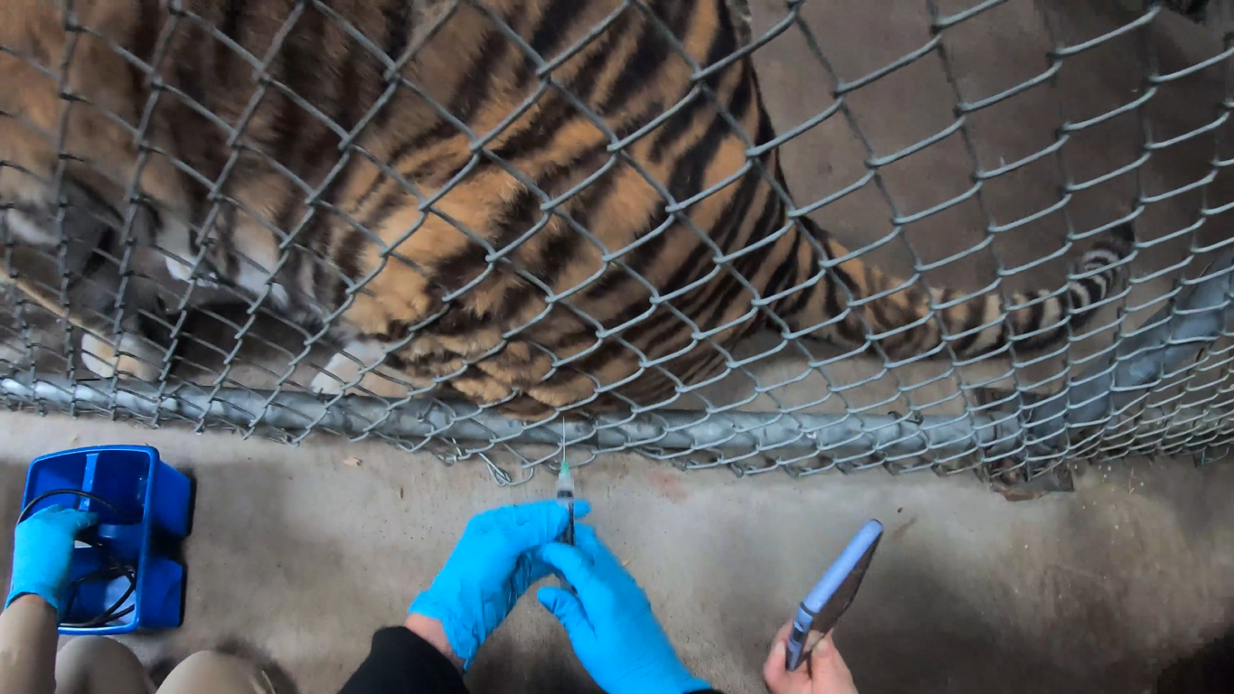 VIDEO: Oakland Zoo animals first to receive 'uniquely formulated' COVID-19 vaccine