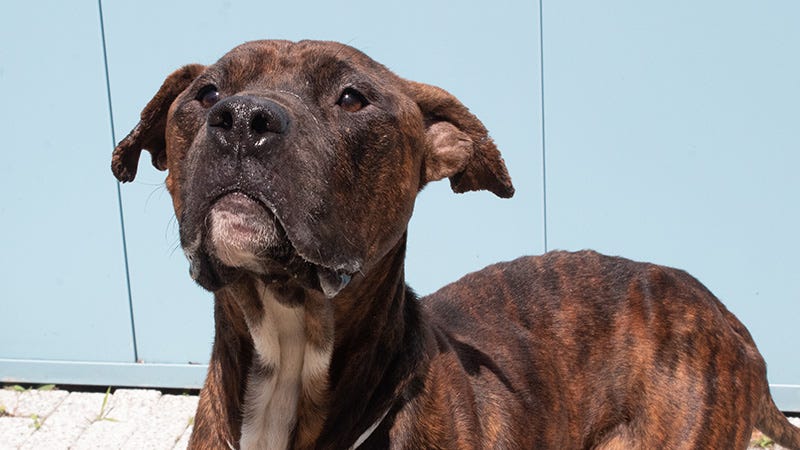Brown dog with head held high