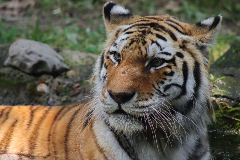 Nika the Amur tiger