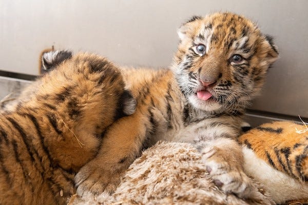 Cleveland Zoo Tigers Born