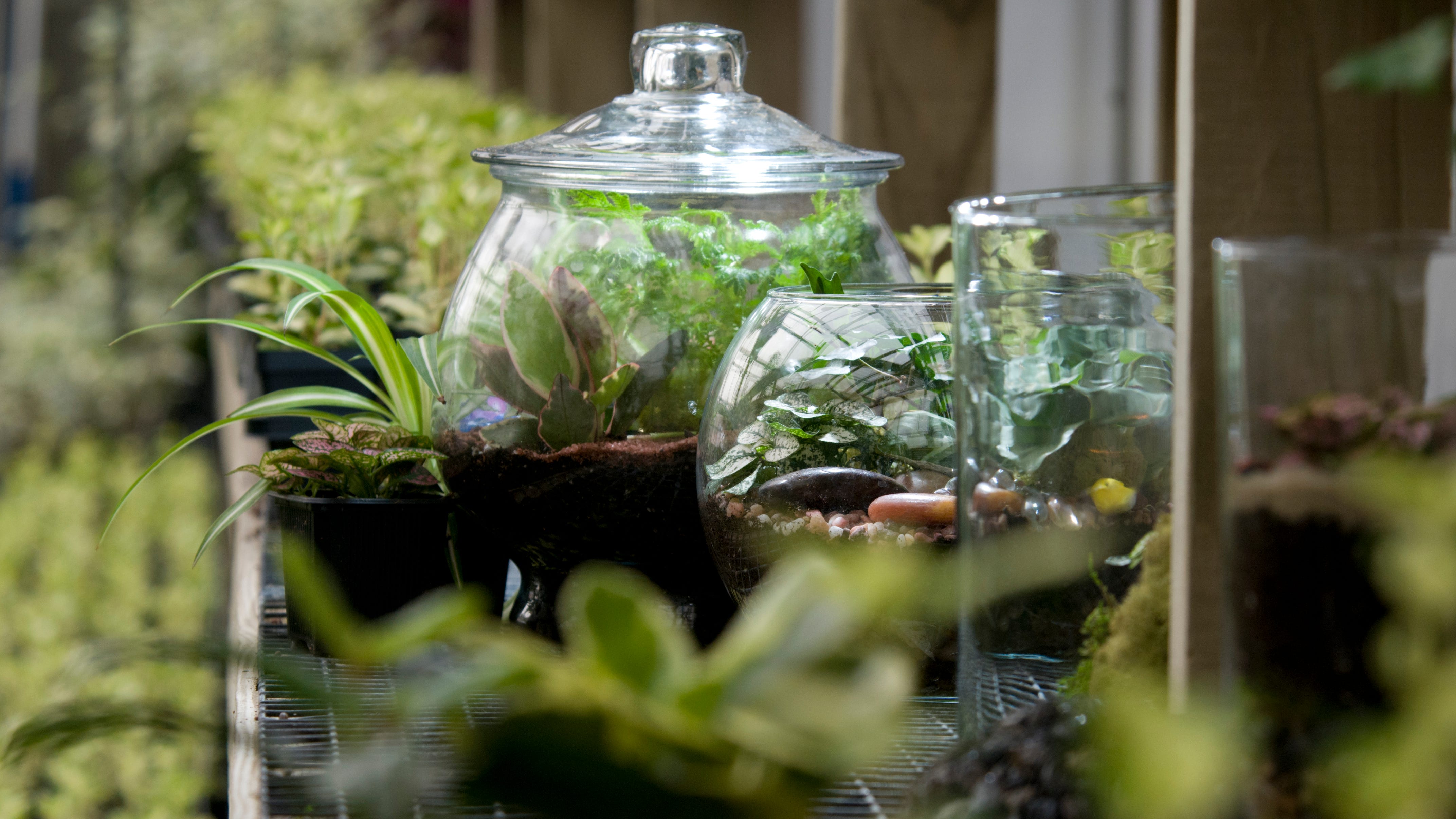LISTEN: How to create the perfect terrarium