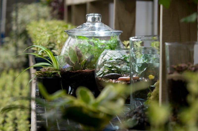 terrarium