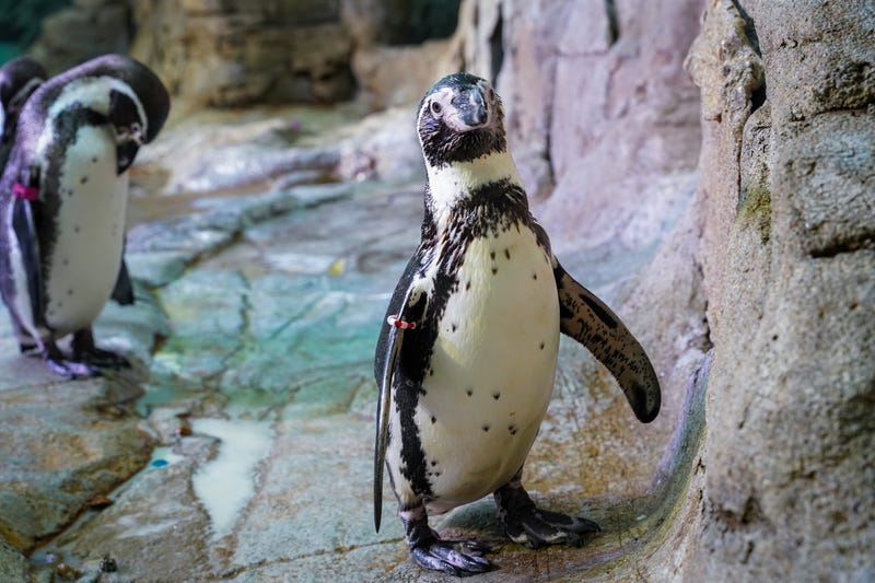 The newest member of the Aquarium of Niagara’s penguin colony is making his public debut in honor of Penguin Awareness Day, and his arrival also brings a budding bird romance to Western New York.    “Timmy” arrived in October from Brookfield Zoo Chicago as part of a coordinated effort among accredited zoos and aquariums to protect vulnerable species and maintain genetically diverse populations under human care.