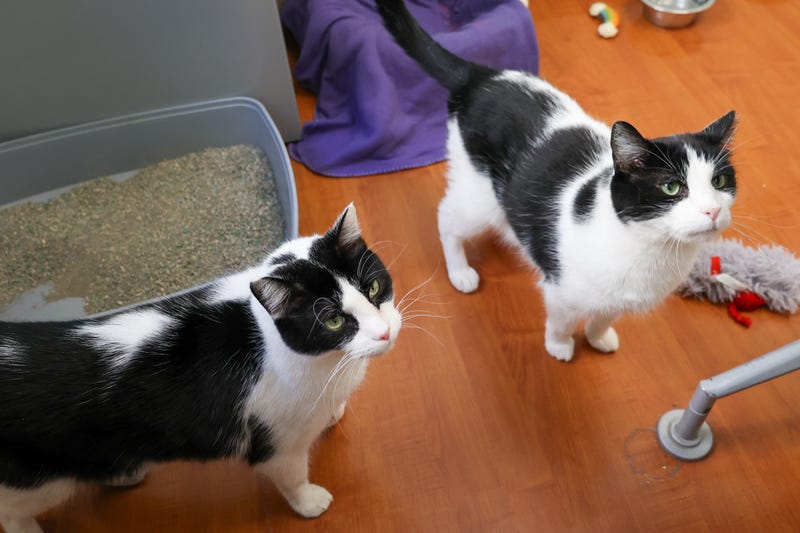 cats