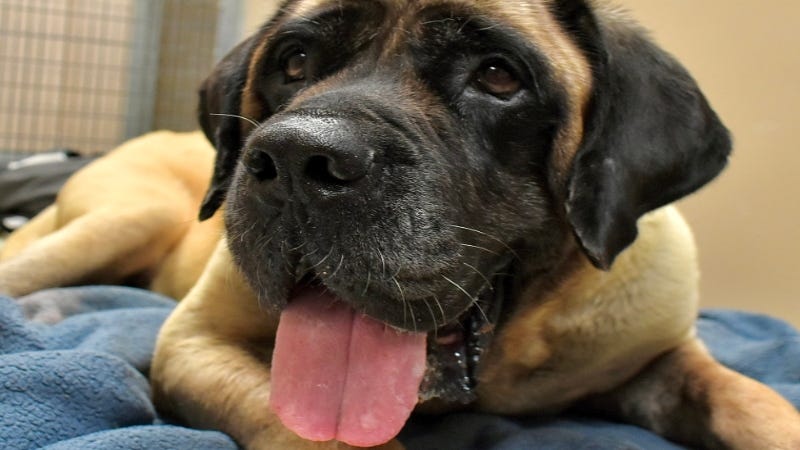 Tinkerbell @ Austin Humane Society 11/01/23