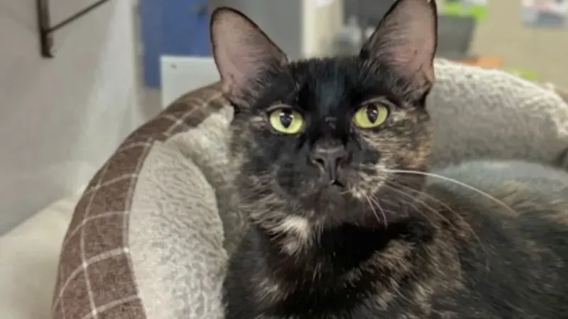Tinkerbell @ Austin Humane Society 7/3/24