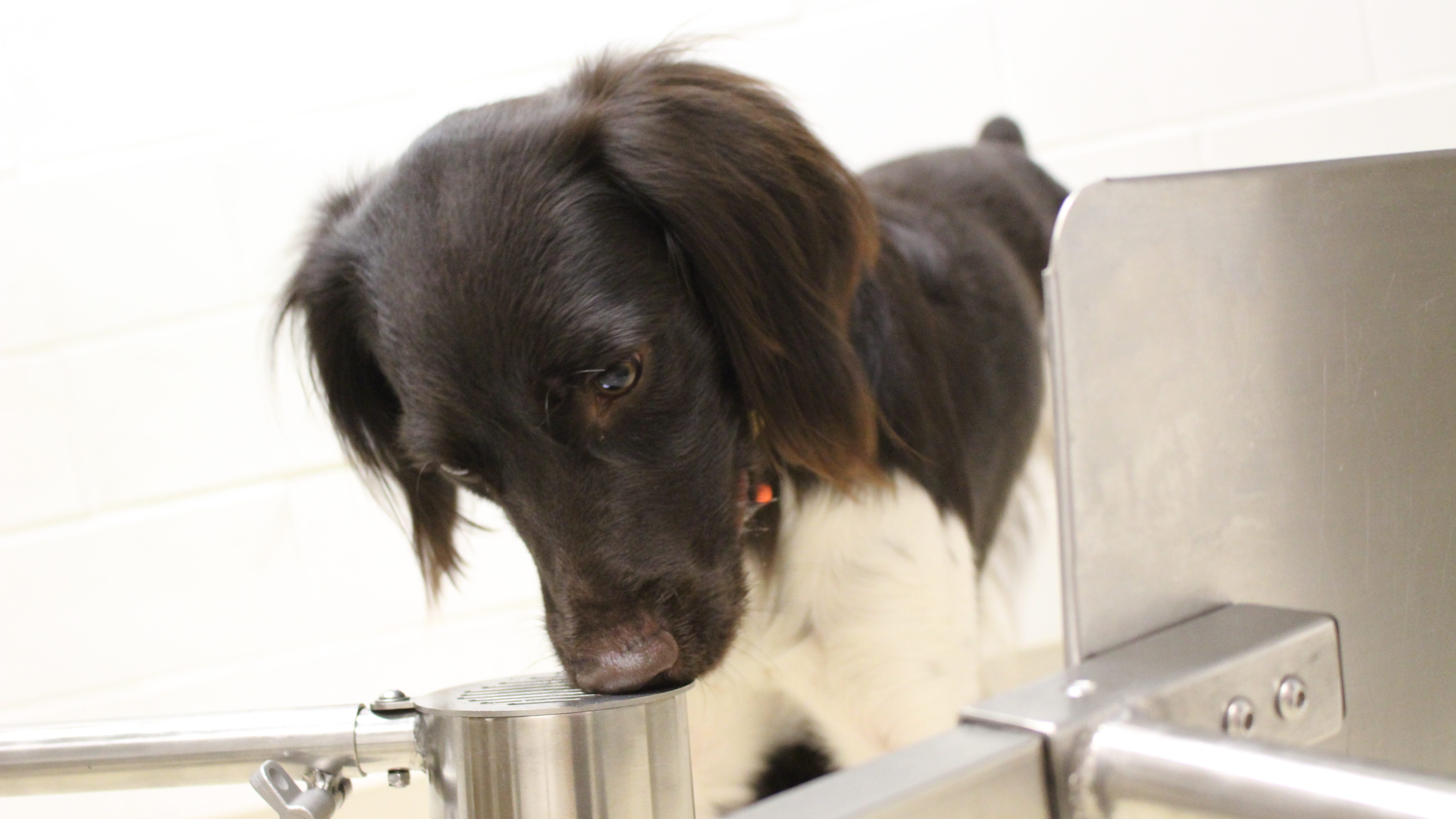 Dogs are being trained to sniff out spotted lanternfly egg masses