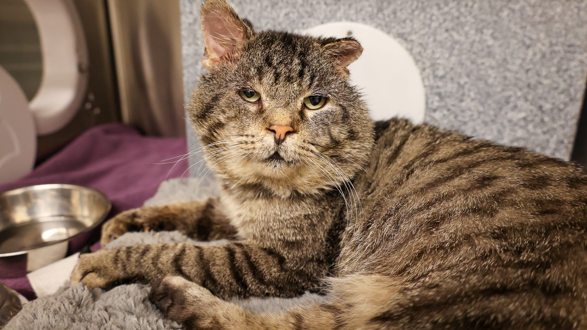 After a life on the streets, this sweet cat is ready to find his forever home