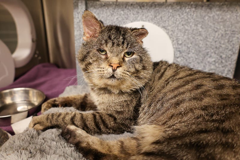 cat adoption