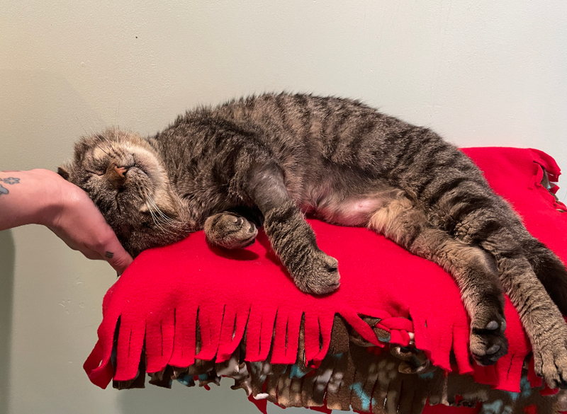 cat adoption