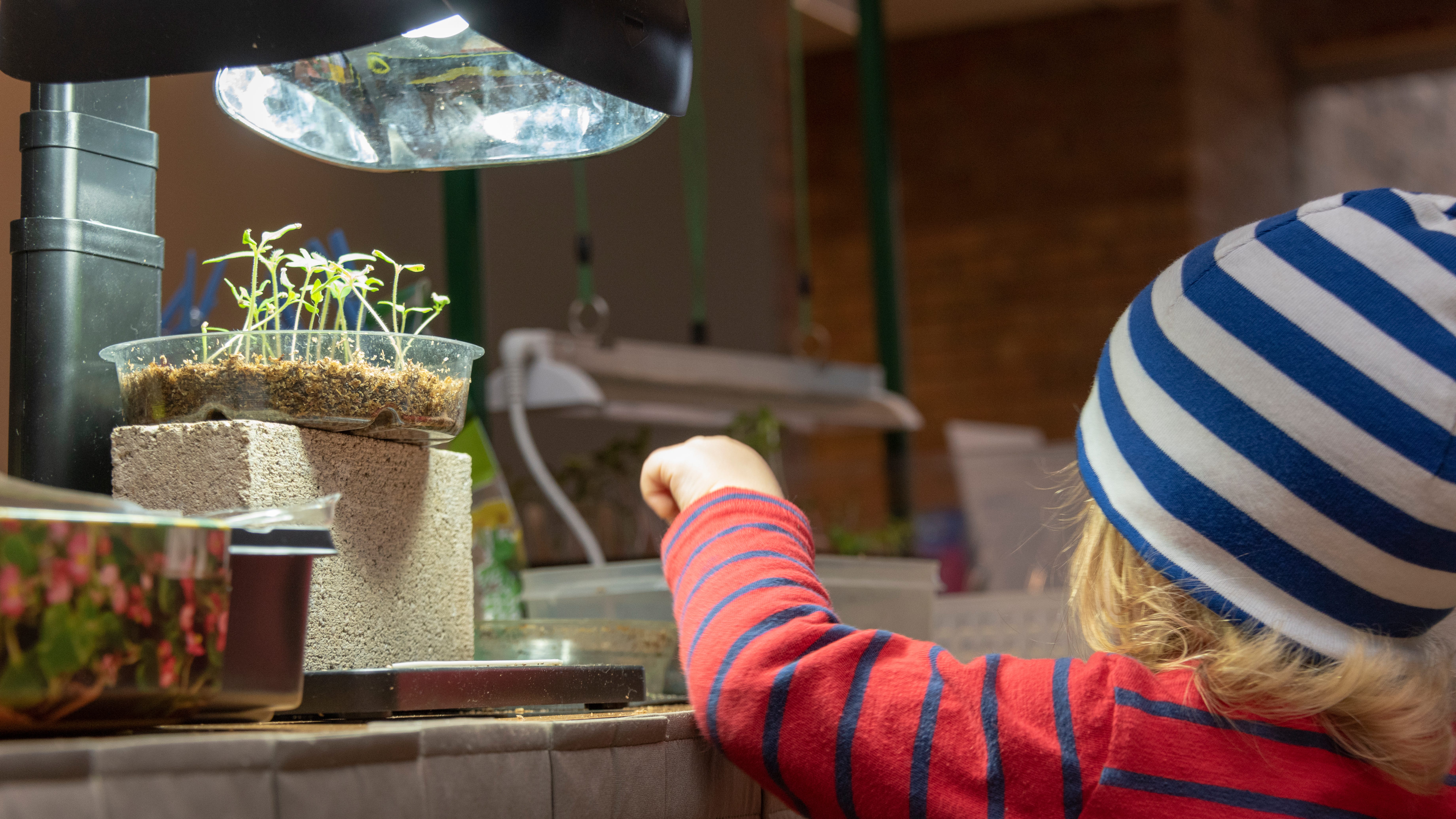 How to begin growing plants from seedlings