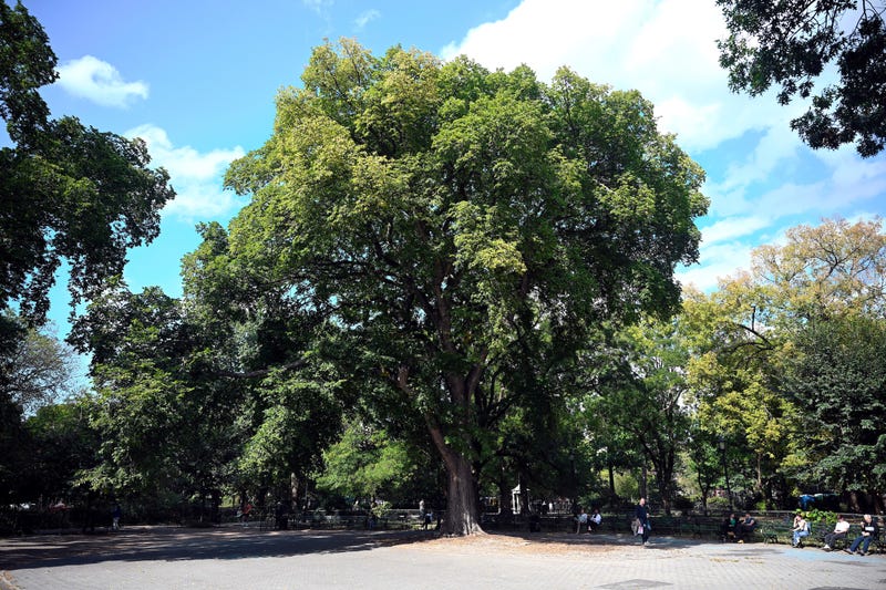 American Elm in Tompkins Square Park, Manhattan
