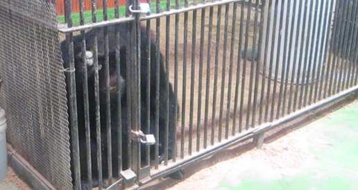 PETA says a movie monkey named Tonka is missing from Missouri