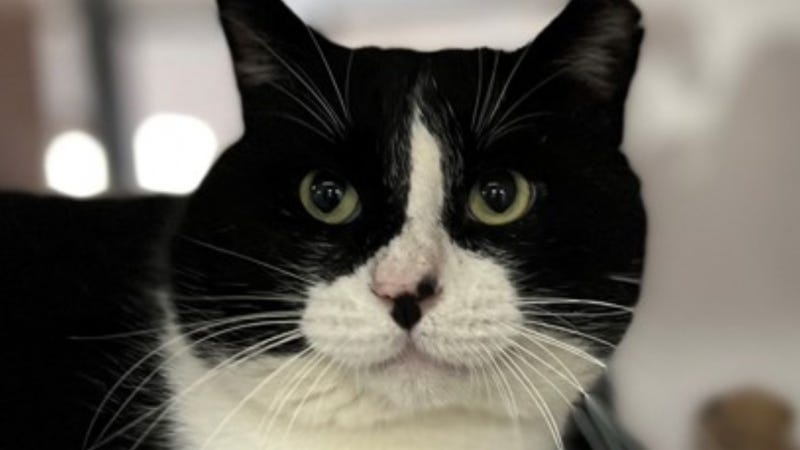 Totoro @ Austin Humane Society  1/4/23