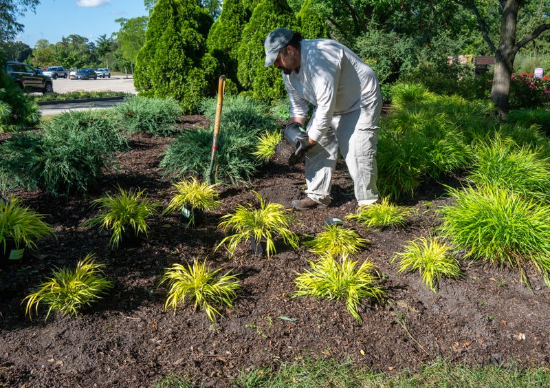 transplanting