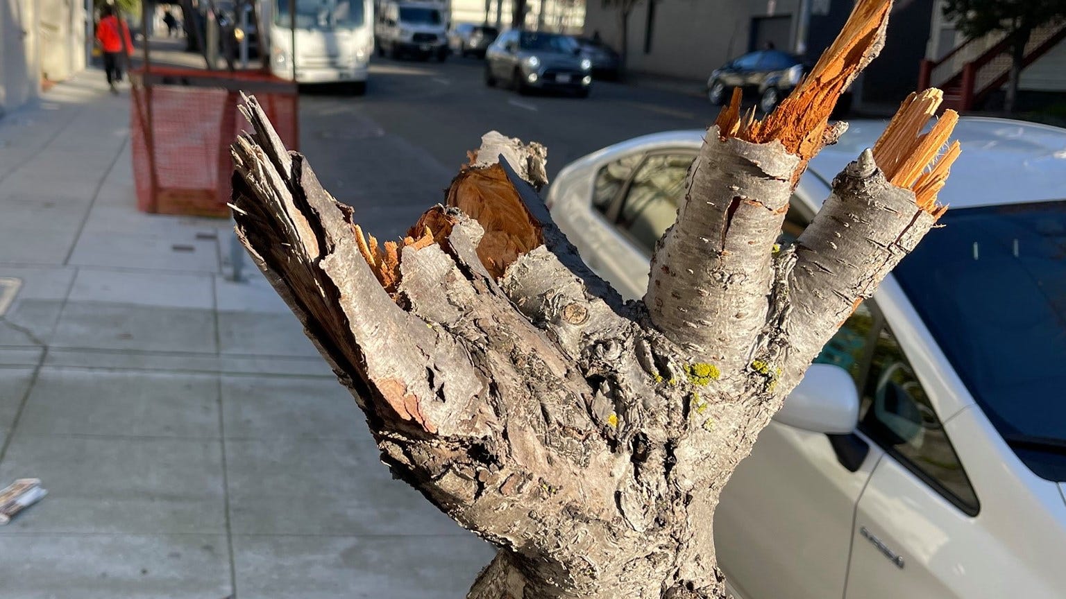 GoFundMe raises over $25K to replace destroyed SF cherry blossom trees