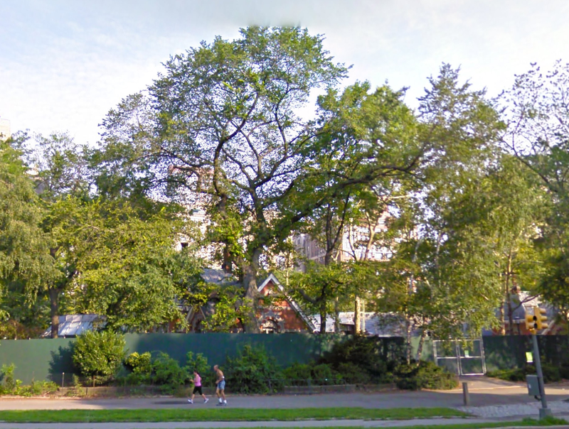 A tree on the property of Central Park's Tavern on the Green will be cut down by park officials after they determined it is suffering from Dutch Elm disease.