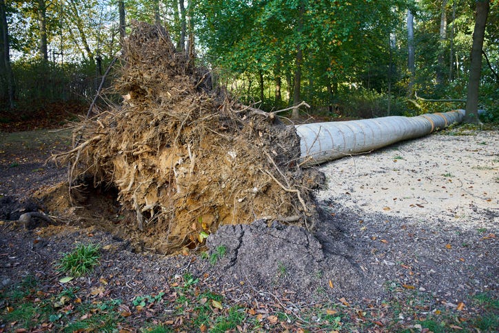 Fallen tree with exposed roots