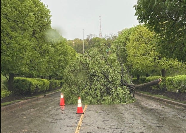 Tree down in Green Tree