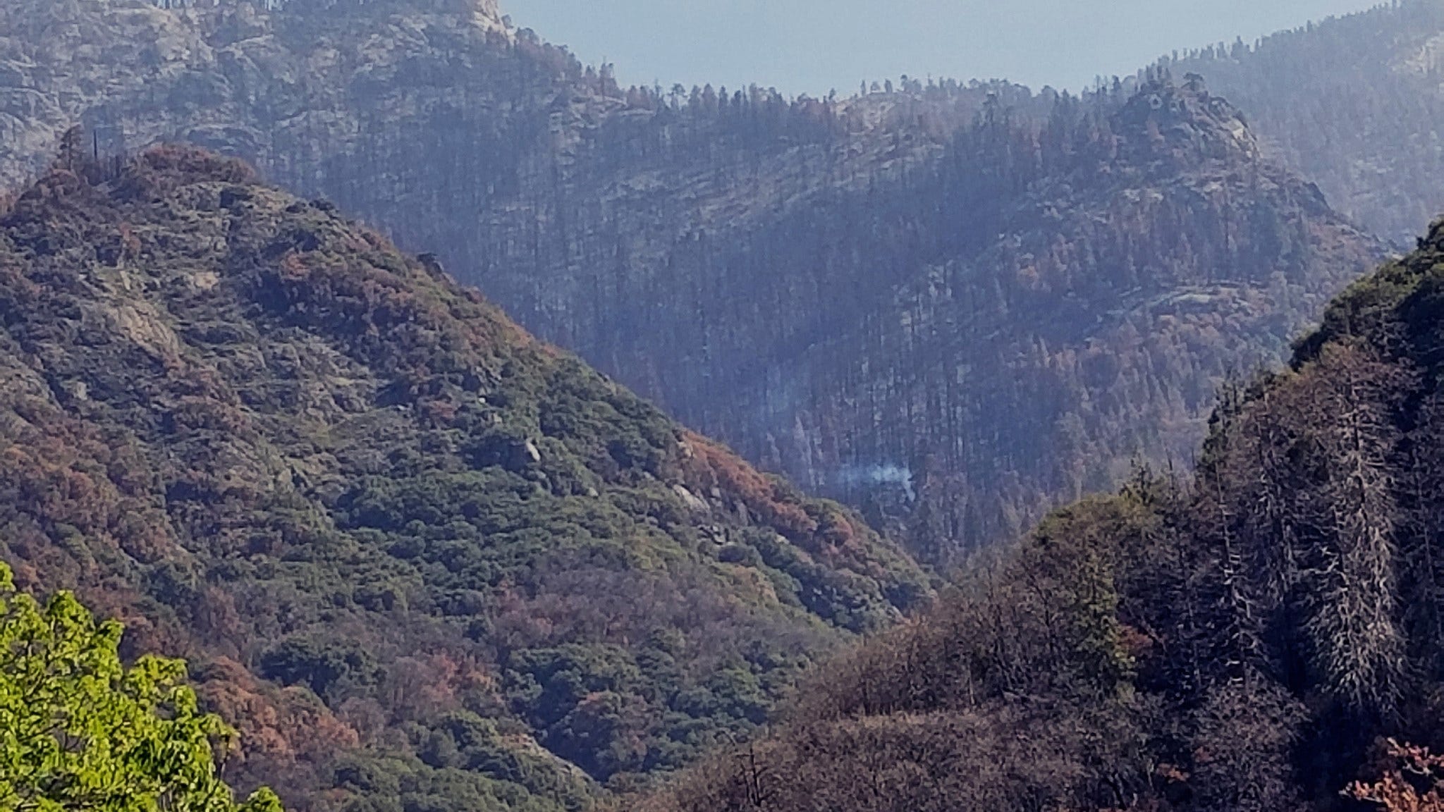 Giant sequoia tree in Sequoia National Park found still burning from massive 2020 wildfire