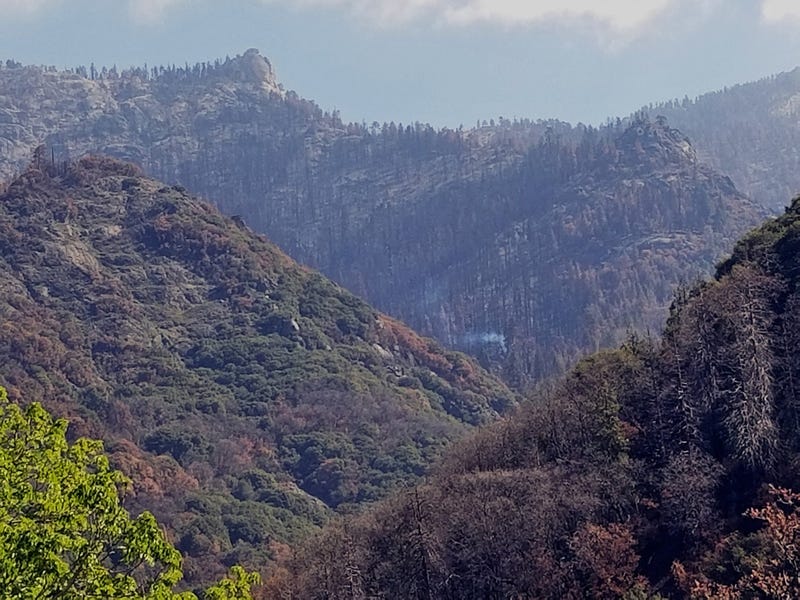 A giant sequoia tree seen earlier this week burning from a 2020 wildfire in Sequoia National Park.