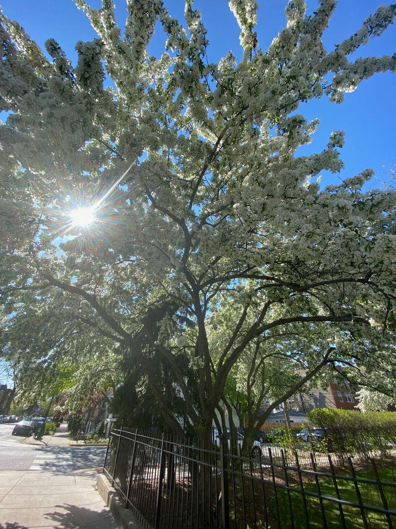 Large crabapple trees at the Roscoe Village Pencil Factory Lofts