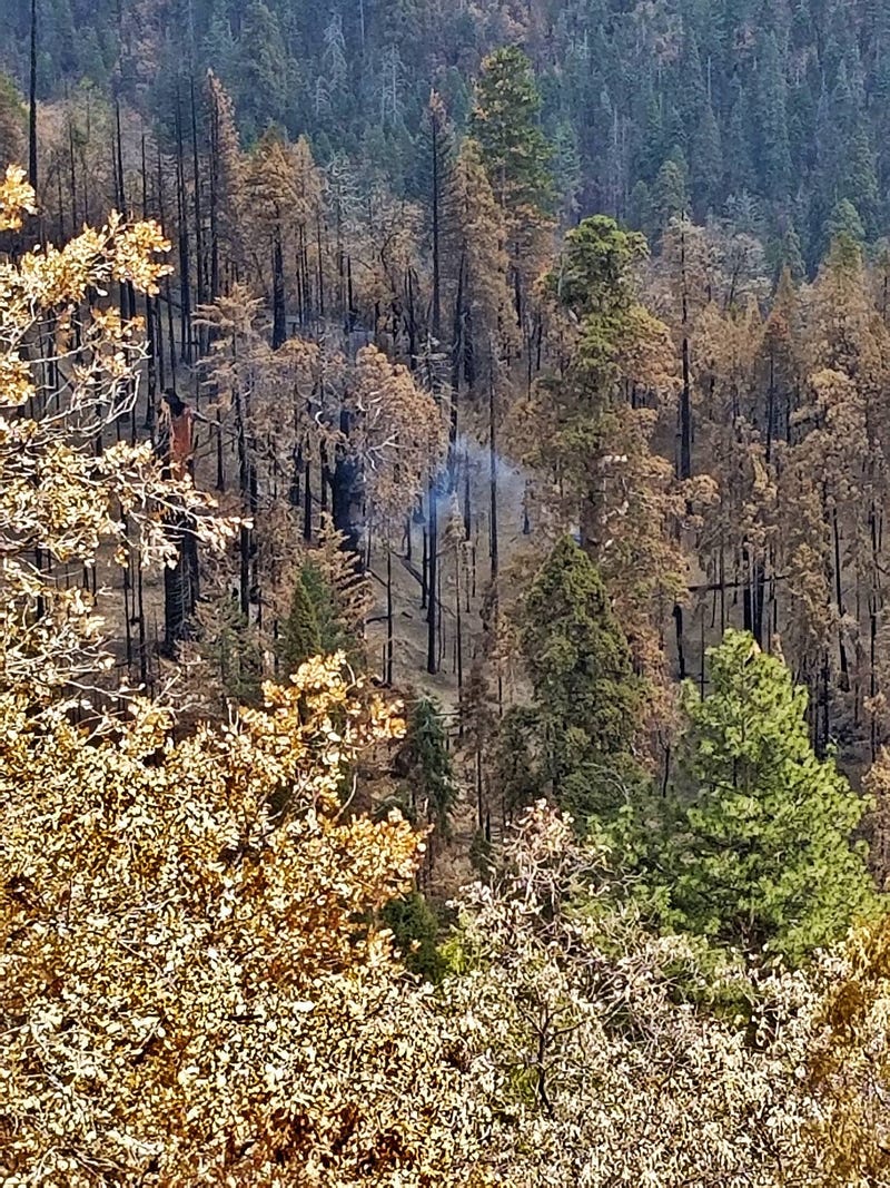 The tree, located in the Board Camp Grove, isn't accessible by trail.